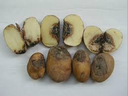 TATES KURU ÇÜRÜKLÜK HASTALIĞI